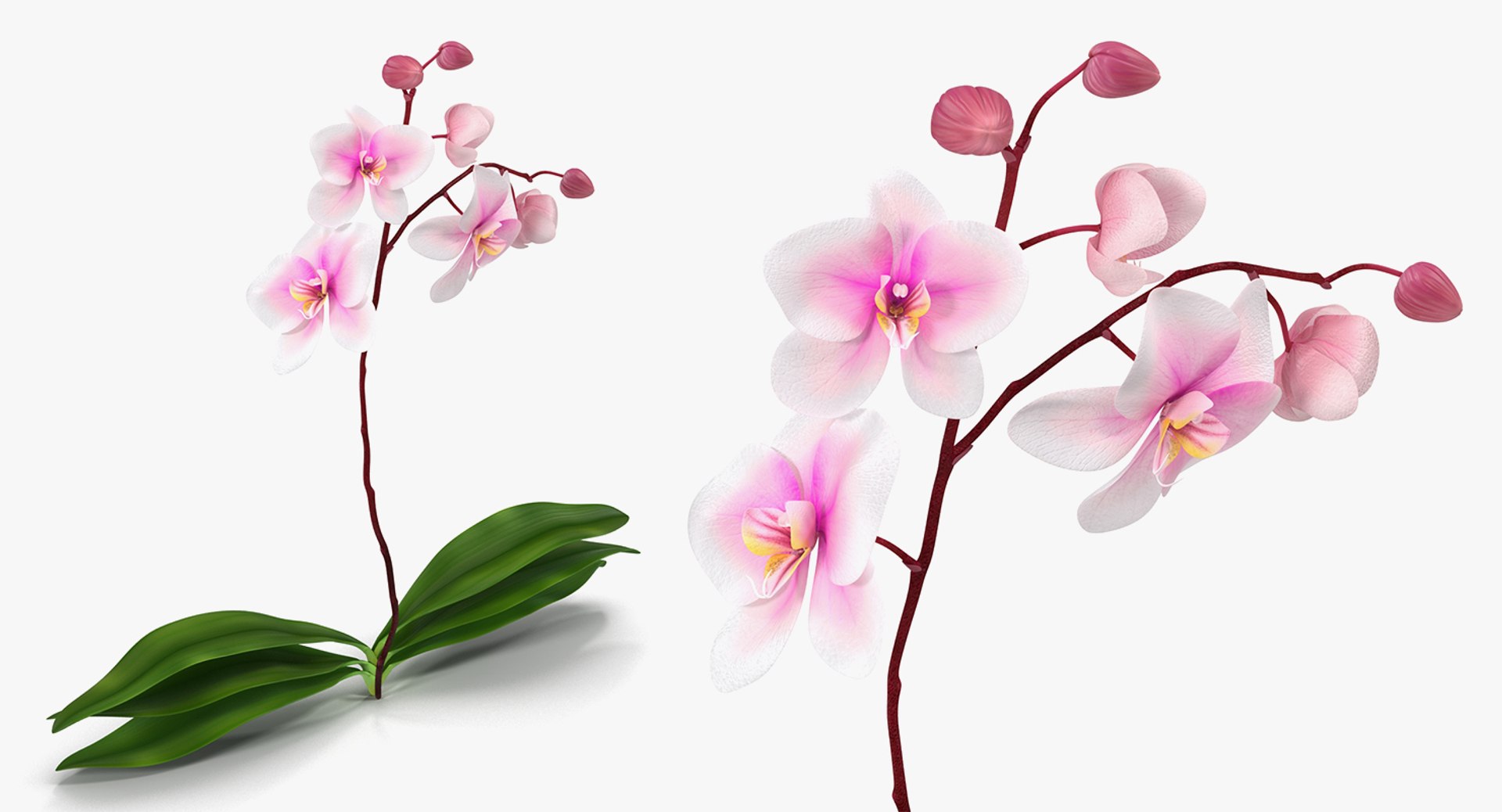 3D flowers 6 model https://p.turbosquid.com/ts-thumb/L8/5bHoGk/0FVOE6S5/flowerscollection6vray3dmodel020/jpg/1527347114/1920x1080/fit_q87/1c843a9e0355fffe4f8886e46698cc1f75ec2554/flowerscollection6vray3dmodel020.jpg
