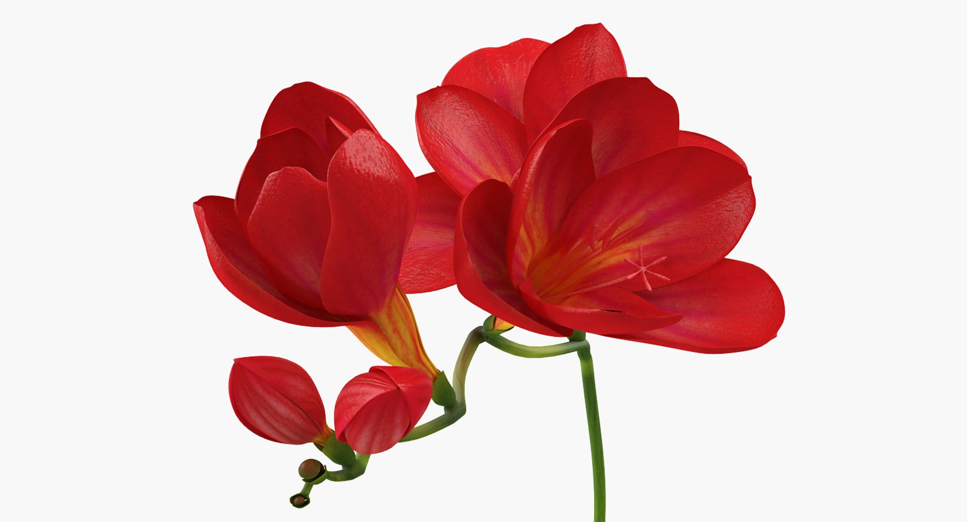 3D flowers 6 model https://p.turbosquid.com/ts-thumb/L8/5bHoGk/DJknxVD7/flowerscollection6vray3dmodel010/jpg/1527347081/1920x1080/fit_q87/31cdfd753bc7076a818a413c1197cea25b2cc6cc/flowerscollection6vray3dmodel010.jpg