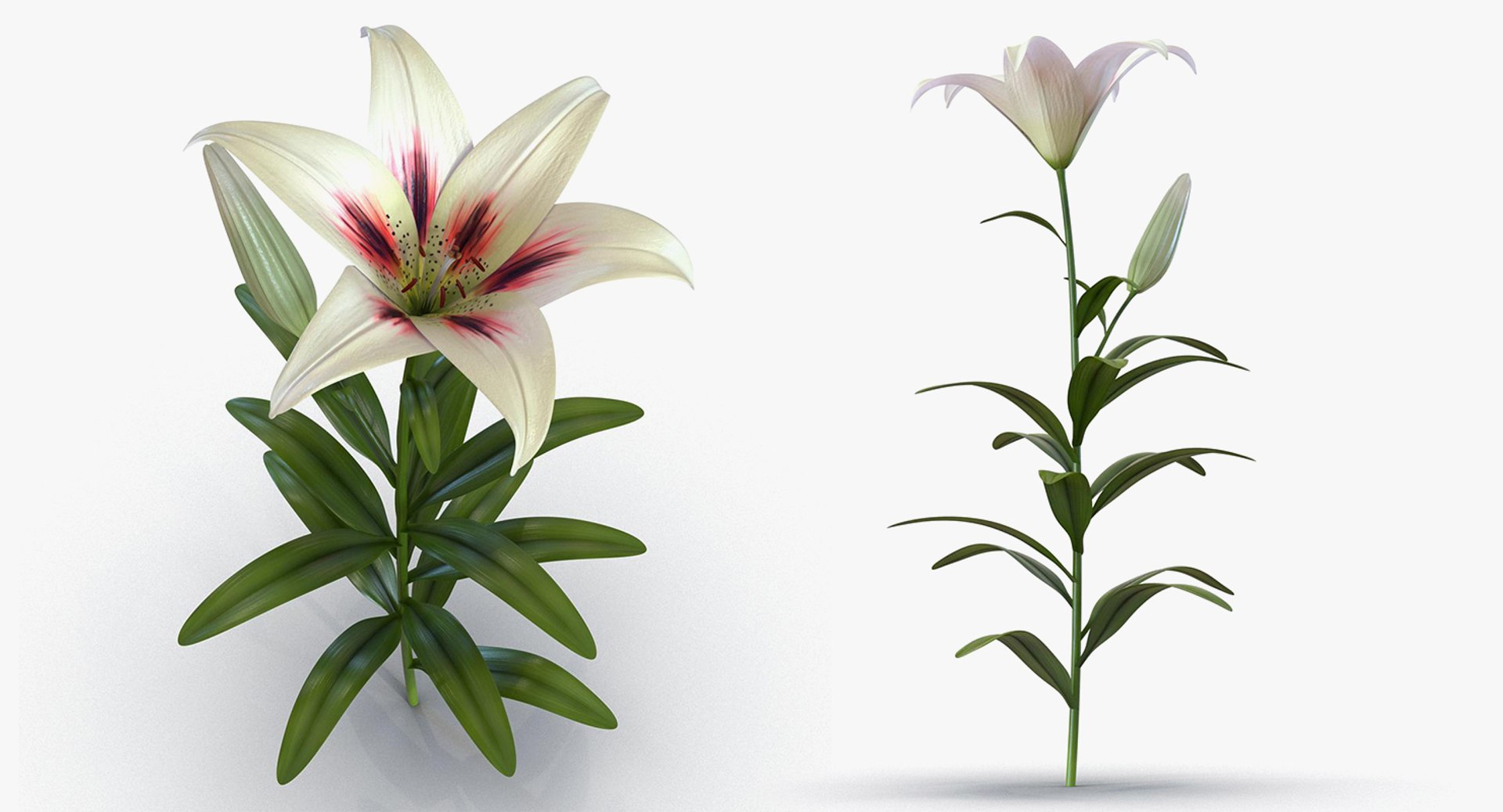3D flowers 6 model https://p.turbosquid.com/ts-thumb/L8/5bHoGk/Gkk4xOyl/flowerscollection6vray3dmodel030/jpg/1527347149/1920x1080/fit_q87/53c14c9dd1eeee89d4ead2895c5821154d3294e5/flowerscollection6vray3dmodel030.jpg
