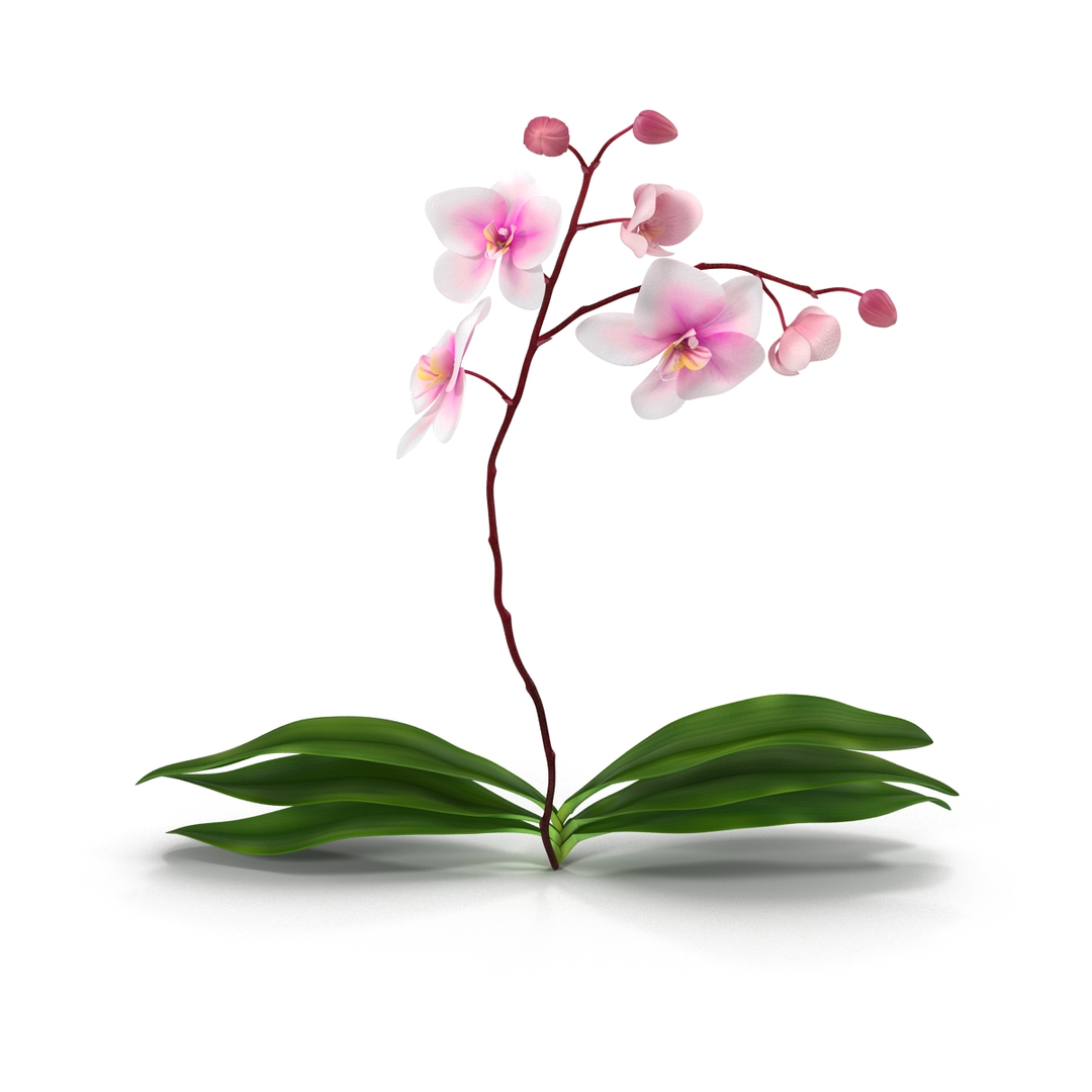 3D flowers 6 model https://p.turbosquid.com/ts-thumb/L8/5bHoGk/Mwur2QzW/flowers_collection_6_366/jpg/1527343257/1920x1080/turn_fit_q99/03c2014dc89689b631dadffe5f8d120149a8aa25/flowers_collection_6_366-1.jpg