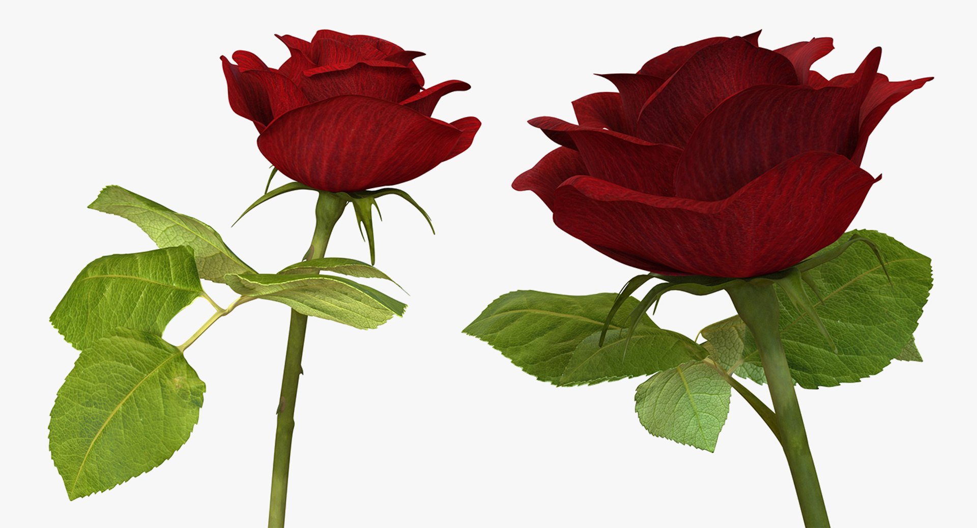 3D flowers 6 model https://p.turbosquid.com/ts-thumb/L8/5bHoGk/P7E7Sb7J/flowerscollection6vray3dmodel023/jpg/1527347124/1920x1080/fit_q87/1391ad2d0a2a8df649ec0d4a04db6d1146cf1c4b/flowerscollection6vray3dmodel023.jpg