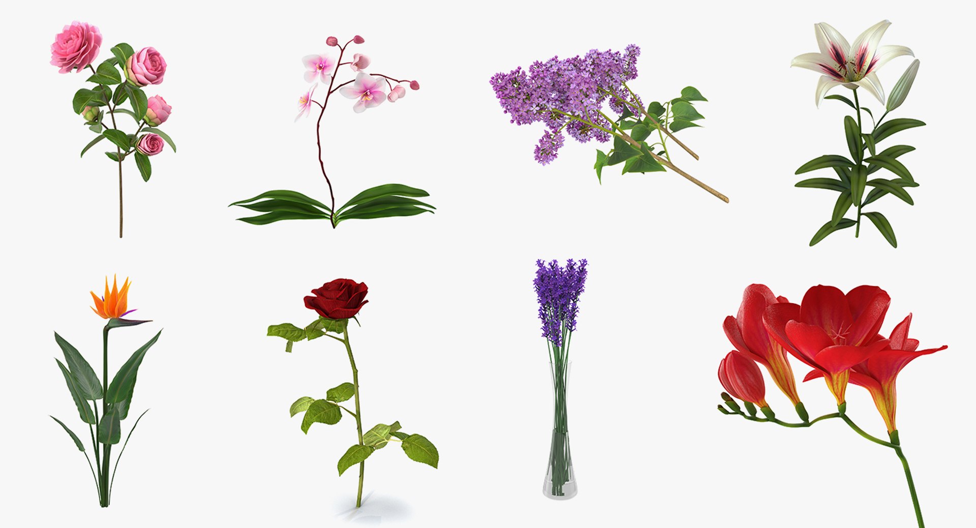 3D flowers 6 model https://p.turbosquid.com/ts-thumb/L8/5bHoGk/RGKOiXu7/flowerscollection6vray3dmodel002/jpg/1527347044/1920x1080/fit_q87/57ff45fff1a1a4b56bfa5819ef6f0d9967a00c82/flowerscollection6vray3dmodel002.jpg