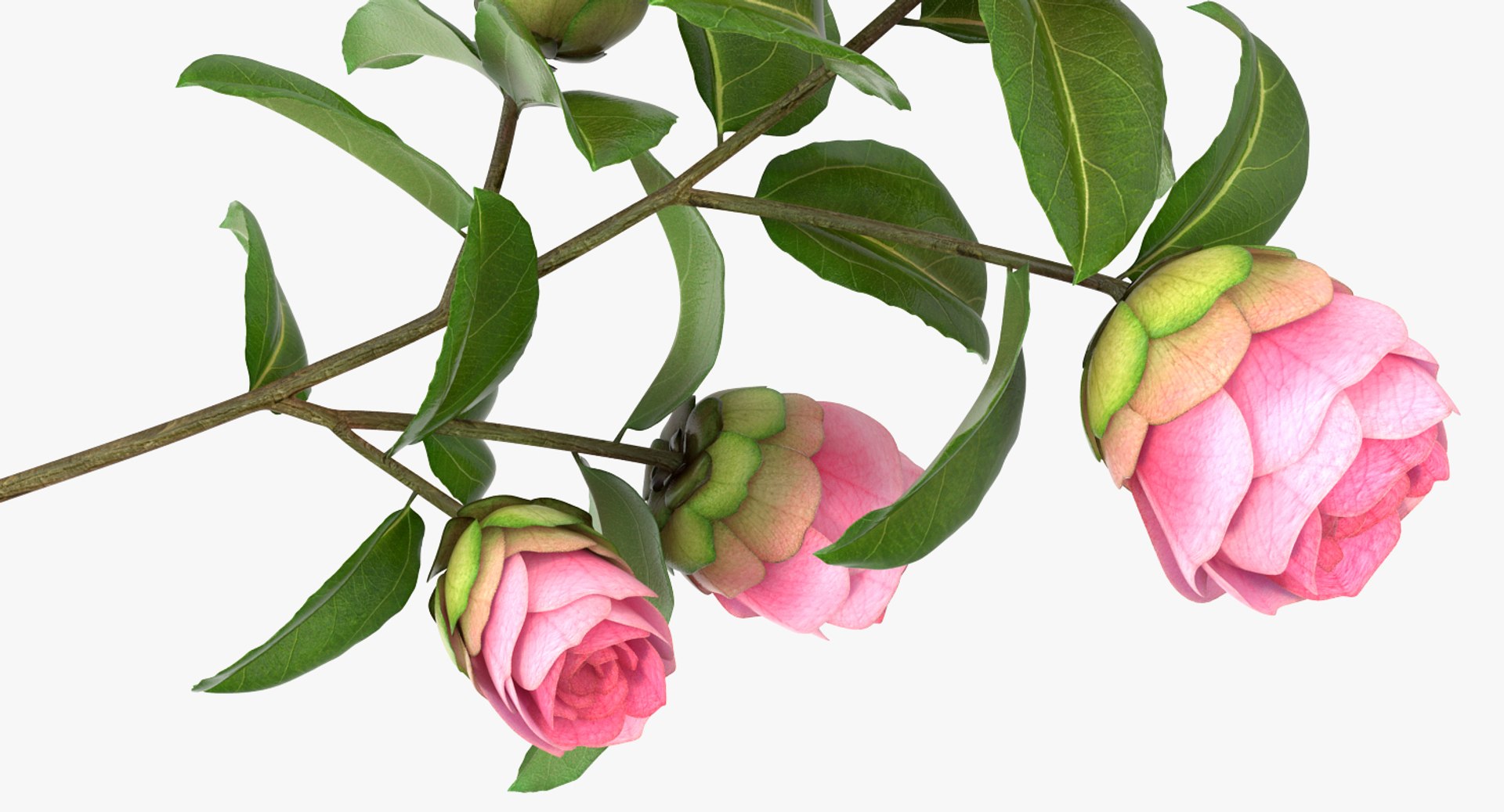 3D flowers 6 model https://p.turbosquid.com/ts-thumb/L8/5bHoGk/V2TLTnXa/flowerscollection6vray3dmodel007/jpg/1527347068/1920x1080/fit_q87/c674e0550c554c62309d2b9a62f0b75979e32c6c/flowerscollection6vray3dmodel007.jpg