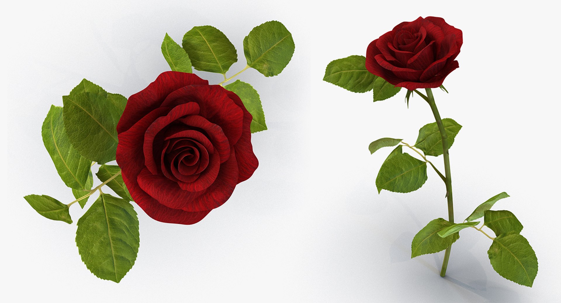 3D flowers 6 model https://p.turbosquid.com/ts-thumb/L8/5bHoGk/bfEWfl8O/flowerscollection6vray3dmodel022/jpg/1527347121/1920x1080/fit_q87/78c942a1224fcd57e4a3cbed4f62bc916e7fed38/flowerscollection6vray3dmodel022.jpg