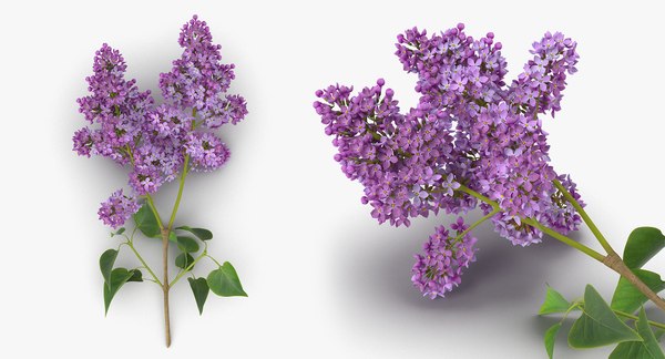 3D flowers 6 model - TurboSquid 1290369