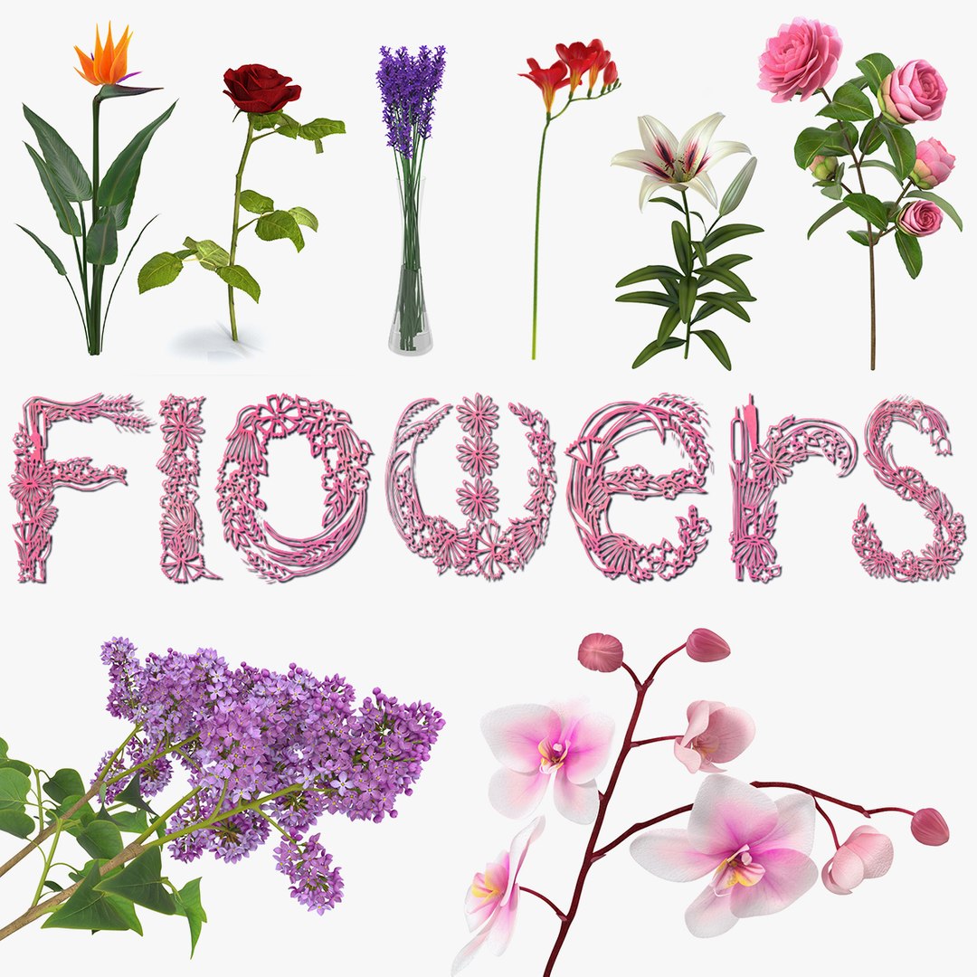 Flowers 3D Models Collection 6 3D model preview