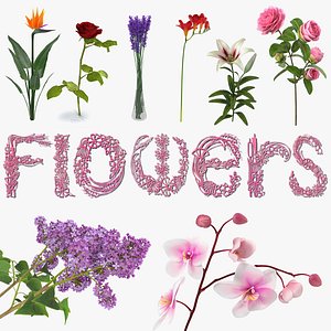 Flowers 3D Models Collection 6