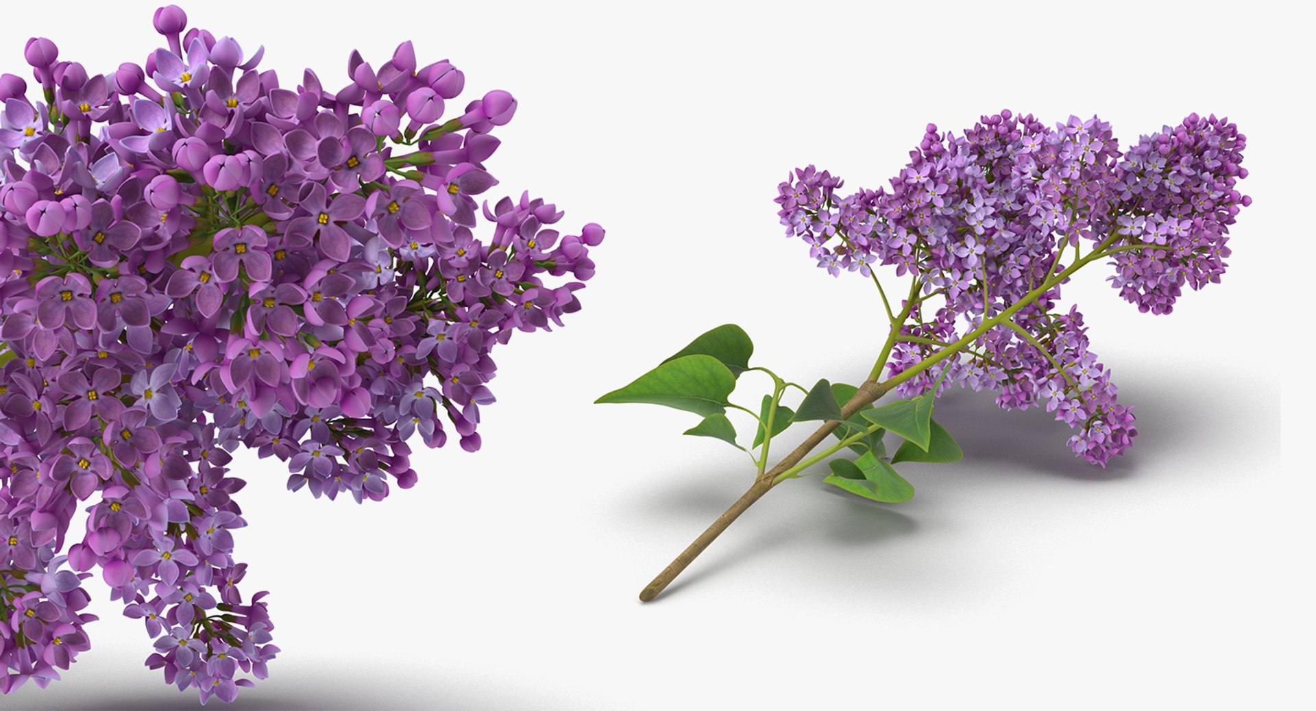 3D flowers 6 model https://p.turbosquid.com/ts-thumb/L8/5bHoGk/l97AwPDb/flowerscollection6vray3dmodel027/jpg/1527347138/1920x1080/fit_q87/c33bc504c8cf9ef8c3879234aa33b880a91db9b3/flowerscollection6vray3dmodel027.jpg