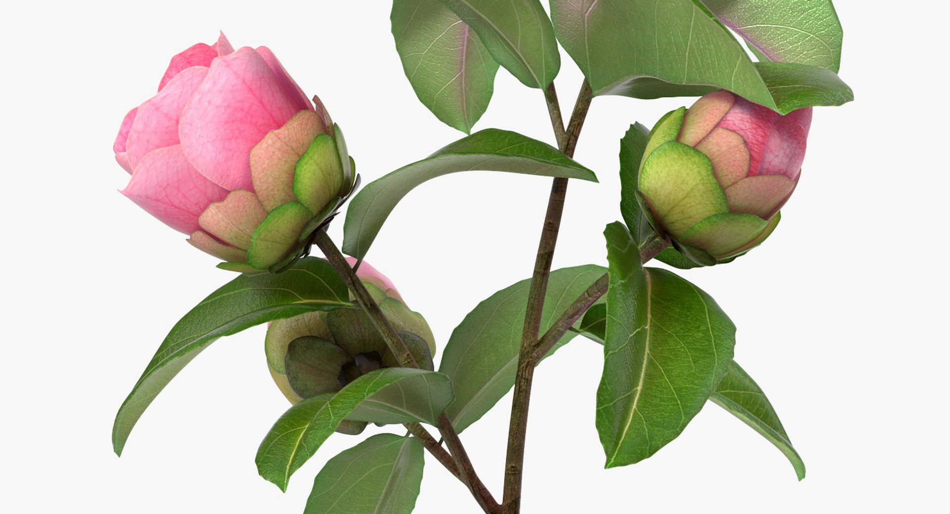 3D flowers 6 model https://p.turbosquid.com/ts-thumb/L8/5bHoGk/uOB0nskZ/flowerscollection6vray3dmodel008/jpg/1527347071/1920x1080/fit_q87/6df0995da67963cbfd2f67db8cf4013588c45a41/flowerscollection6vray3dmodel008.jpg