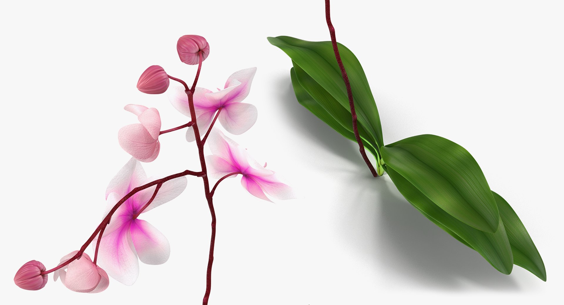 3D flowers 6 model https://p.turbosquid.com/ts-thumb/L8/5bHoGk/w7Sv7MHA/flowerscollection6vray3dmodel021/jpg/1527347118/1920x1080/fit_q87/fb38029acfa9af710b374cc5e166e398d1959248/flowerscollection6vray3dmodel021.jpg