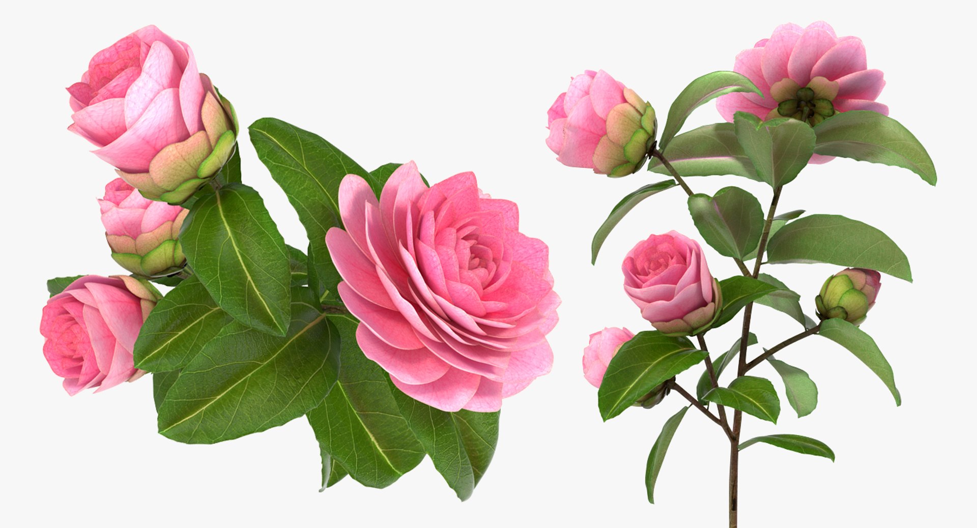 3D flowers 6 model https://p.turbosquid.com/ts-thumb/L8/5bHoGk/wmnGwRIc/flowerscollection6vray3dmodel006/jpg/1527347064/1920x1080/fit_q87/76541a2c91959889158c67a983772c3b5ed2ee5f/flowerscollection6vray3dmodel006.jpg