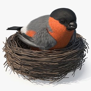 Bullfinch Male Bird with Red Belly in Nest
