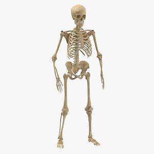 3D model real human female skeleton