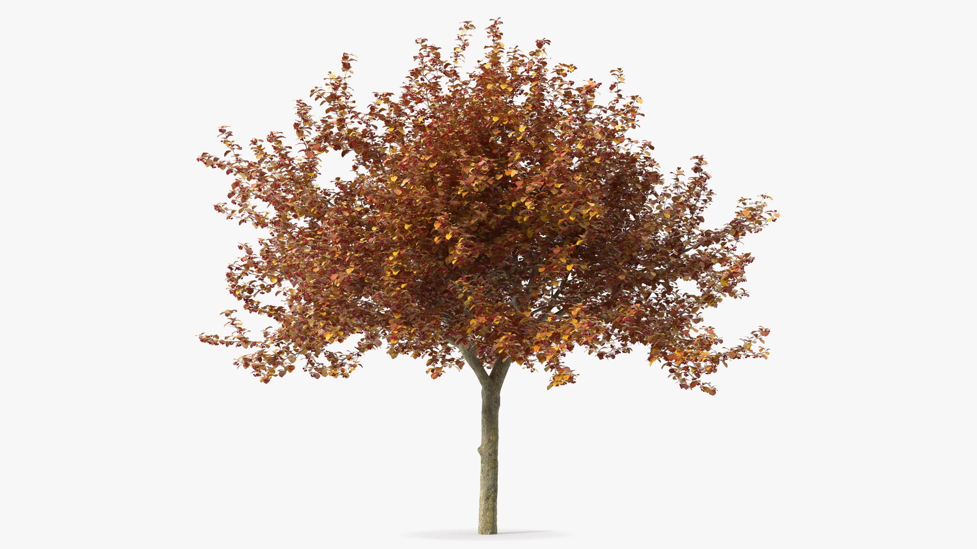 Autumn Cockpur Hawthorn with Berries 3D model preview