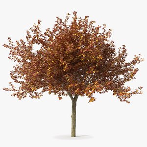 Autumn Cockpur Hawthorn with Berries 3D model