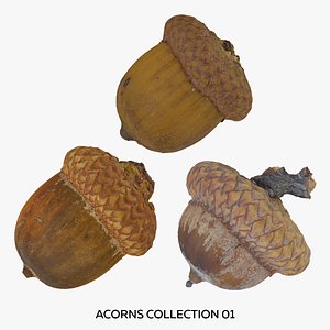 Acorns Collection 01 - 3 models RAW Scans 3D model
