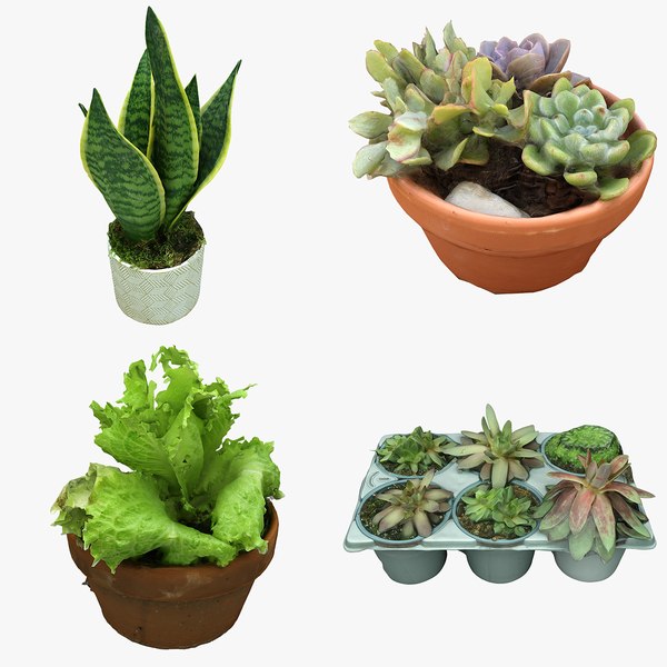 How To Plant A Cactus In The Ground For Enterprise: The Principles Are Made To Be Damaged