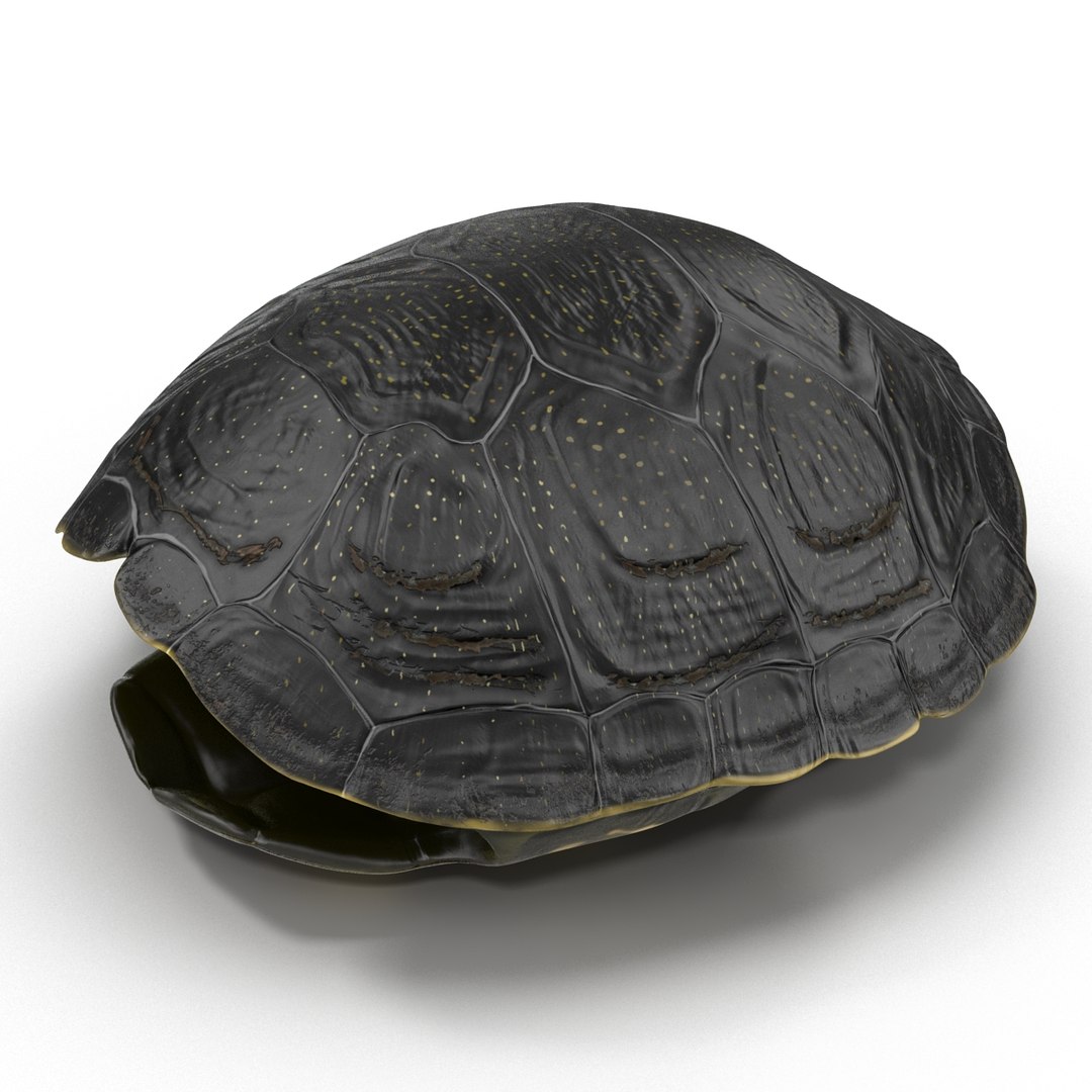 turtle shell 2 c4d https://p.turbosquid.com/ts-thumb/L8/fq1yWD/0VfczTHY/turtleshell3dmodel04/jpg/1458994206/1920x1080/fit_q87/c0dfa3bdc91e57420e226003e0b1b0f8074dfe91/turtleshell3dmodel04.jpg