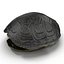 Turtle Shell 2
