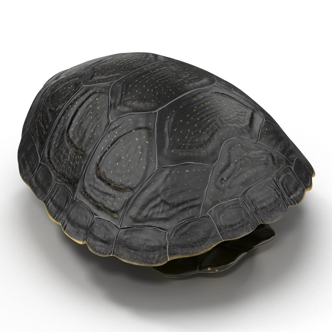 turtle shell 2 c4d https://p.turbosquid.com/ts-thumb/L8/fq1yWD/0ZTNzyxl/turtleshell3dmodel05/jpg/1458994206/1920x1080/fit_q87/9952348543cb1622fd17c98f5e2e45a5f7812960/turtleshell3dmodel05.jpg