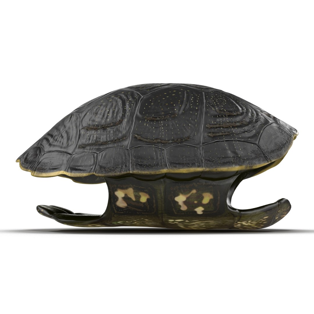turtle shell 2 c4d https://p.turbosquid.com/ts-thumb/L8/fq1yWD/0ioYbDGz/turtleshell3dmodel07/jpg/1458994207/1920x1080/fit_q87/68a1ced08f3587395d3afd5f866f32d6db4dbec5/turtleshell3dmodel07.jpg