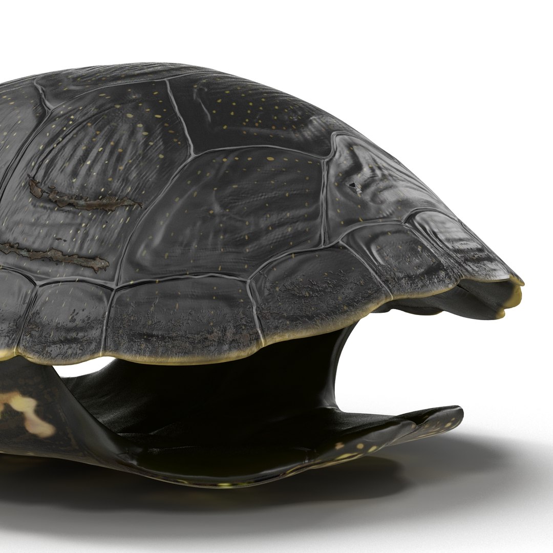 turtle shell 2 c4d https://p.turbosquid.com/ts-thumb/L8/fq1yWD/2urLUS8R/turtleshell3dmodel17/jpg/1458994208/1920x1080/fit_q87/b700a57dd6a6ef4341e2df1c0169e59960323b36/turtleshell3dmodel17.jpg