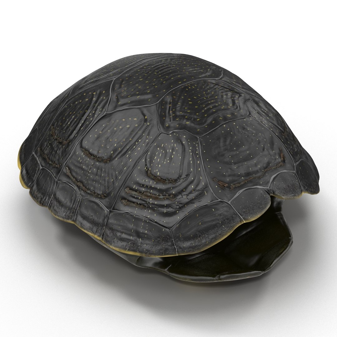 Turtle Shell 2 C4d