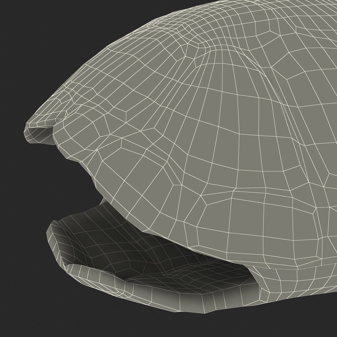 turtle shell 2 c4d https://p.turbosquid.com/ts-thumb/L8/fq1yWD/7w7d9ZQo/turtleshell3dmodel29/jpg/1458994210/1920x1080/fit_q87/64c1954a7b30cc7ee8cd476bb82674c31b1e28d1/turtleshell3dmodel29.jpg