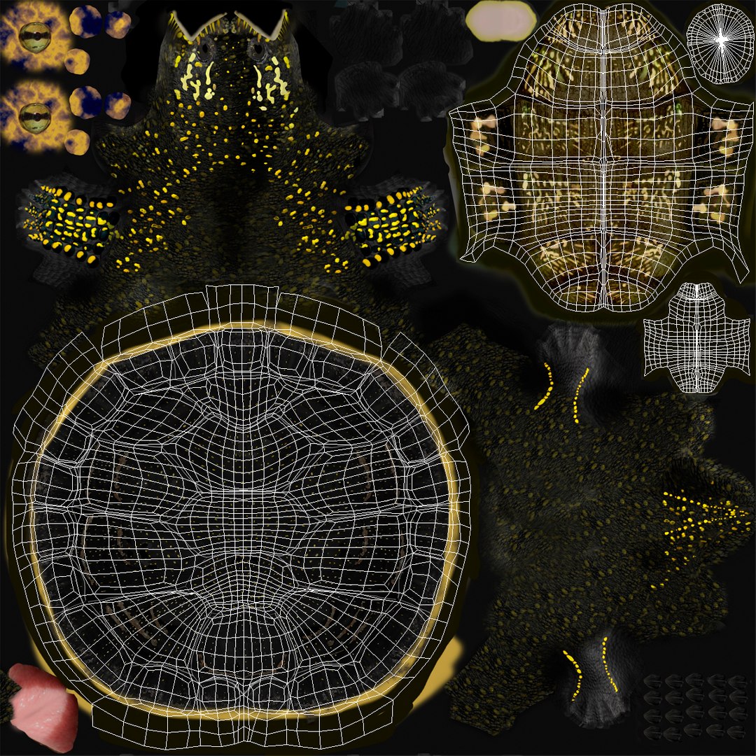 turtle shell 2 c4d https://p.turbosquid.com/ts-thumb/L8/fq1yWD/8vONcWsQ/turtleshell3dmodel20/jpg/1458994209/1920x1080/fit_q87/cebec2779f17c9a2b8328b088ac85ec8d1ae2c60/turtleshell3dmodel20.jpg