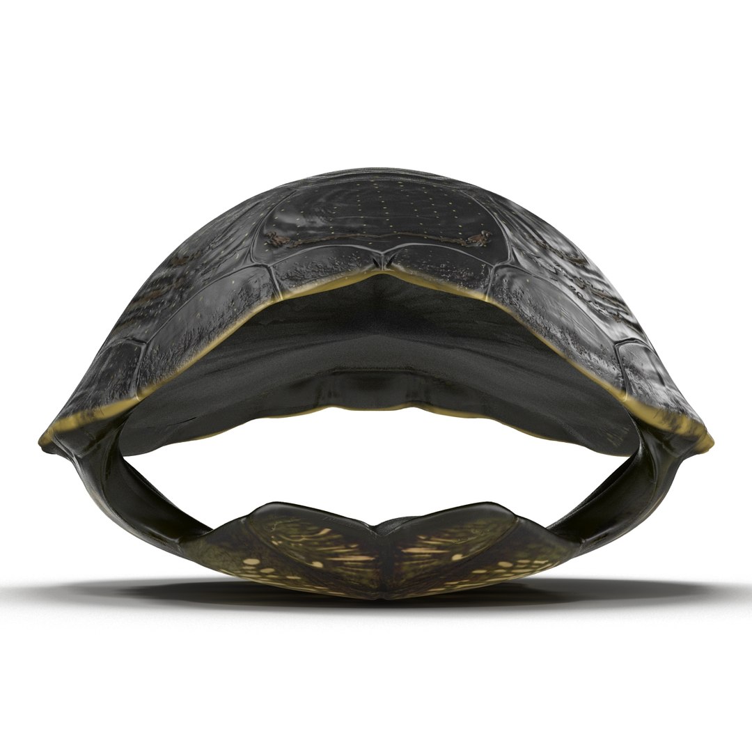 turtle shell 2 c4d https://p.turbosquid.com/ts-thumb/L8/fq1yWD/9q7VpiaO/turtleshell3dmodel09/jpg/1458994207/1920x1080/fit_q87/9be78b49503715e581fa1e481cfabfe2f7514cbe/turtleshell3dmodel09.jpg