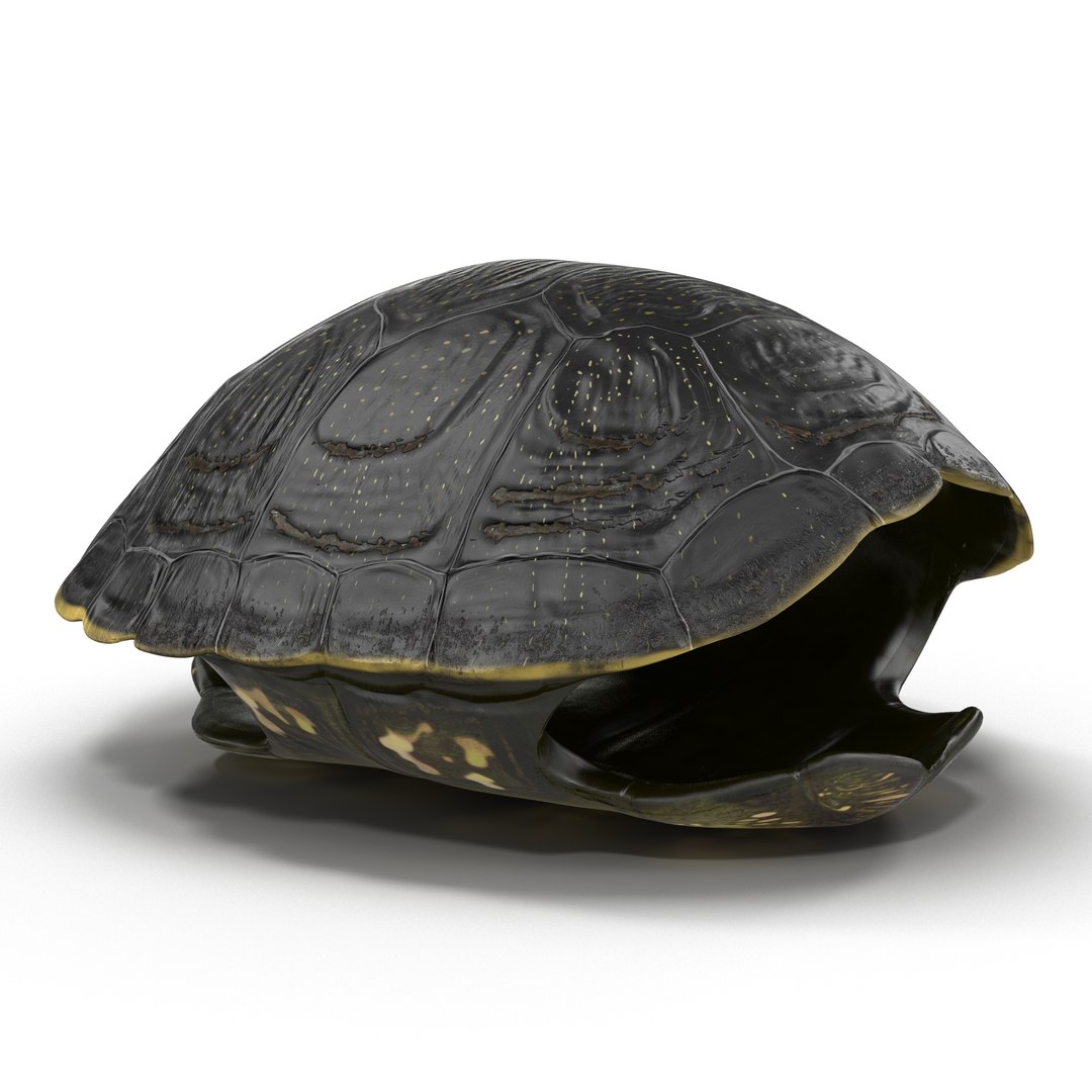turtle shell 2 c4d