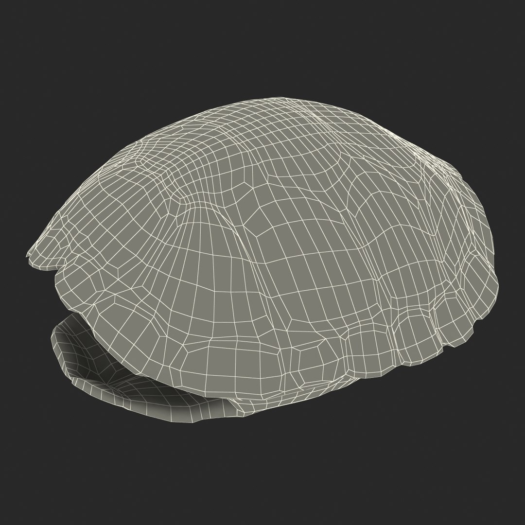 turtle shell 2 c4d https://p.turbosquid.com/ts-thumb/L8/fq1yWD/E6v0lsy6/turtleshell3dmodel25/jpg/1458994210/1920x1080/fit_q87/5f6ded90cdad30c80bea4319f7d4a962f362d9d4/turtleshell3dmodel25.jpg