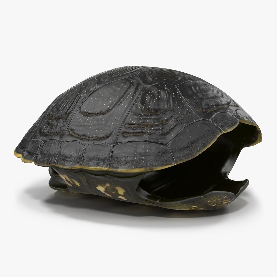 Turtle Shell 2 3D model preview