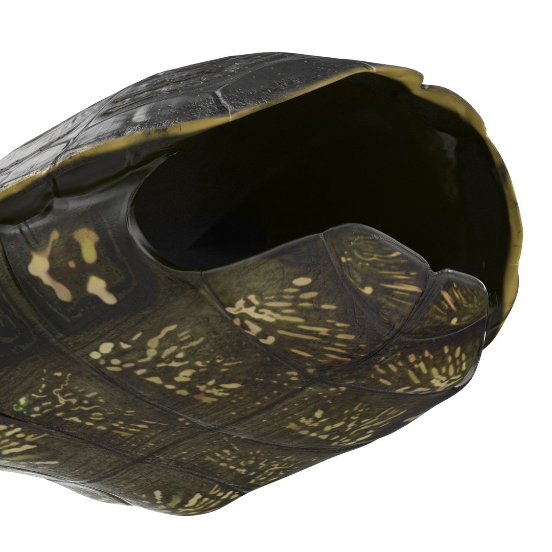 turtle shell 2 c4d https://p.turbosquid.com/ts-thumb/L8/fq1yWD/W65sxzab/turtleshell3dmodel16/jpg/1458994208/1920x1080/fit_q87/69ee5a9c781a1481085fc7b9845e5adda5efc554/turtleshell3dmodel16.jpg