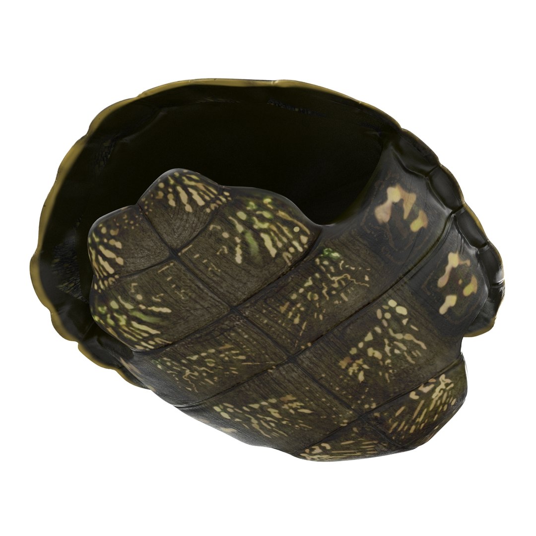 turtle shell 2 c4d https://p.turbosquid.com/ts-thumb/L8/fq1yWD/WMGeCPFf/turtleshell3dmodel13/jpg/1458994208/1920x1080/fit_q87/c8e2cd928e1647e838c9f13350f9d36e8be3d58b/turtleshell3dmodel13.jpg
