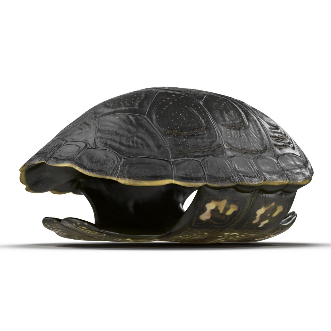 turtle shell 2 c4d https://p.turbosquid.com/ts-thumb/L8/fq1yWD/XRkJrMaL/turtleshell3dmodel08/jpg/1458994207/1920x1080/fit_q87/b9e7a17939c1d3c4e42adc292335aa271f77e2ea/turtleshell3dmodel08.jpg