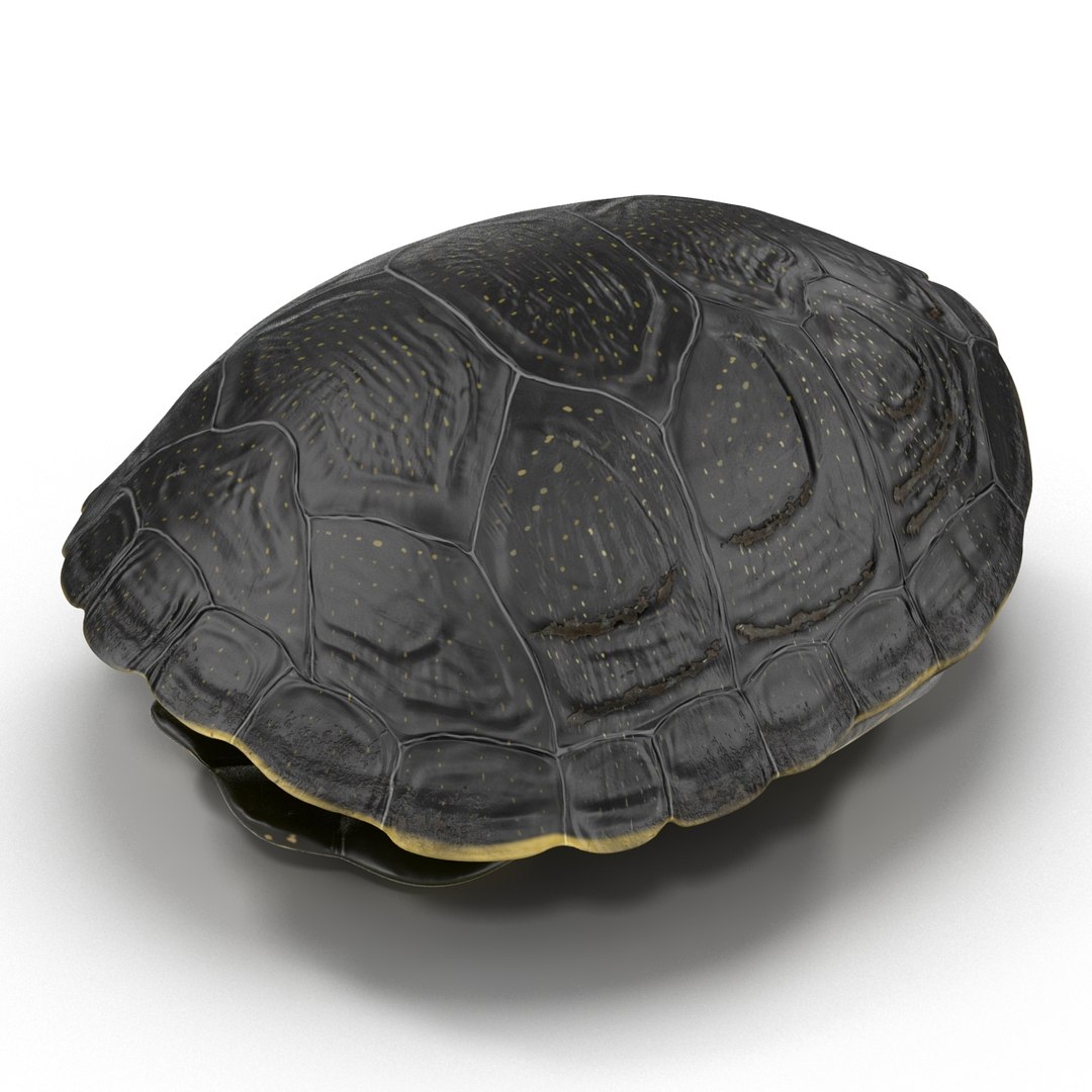turtle shell 2 c4d https://p.turbosquid.com/ts-thumb/L8/fq1yWD/jIcHLEjv/turtleshell3dmodel06/jpg/1458994206/1920x1080/fit_q87/c4a8a62b9ff7b498b6fd25424f392503ea309600/turtleshell3dmodel06.jpg