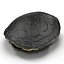 Turtle Shell 2