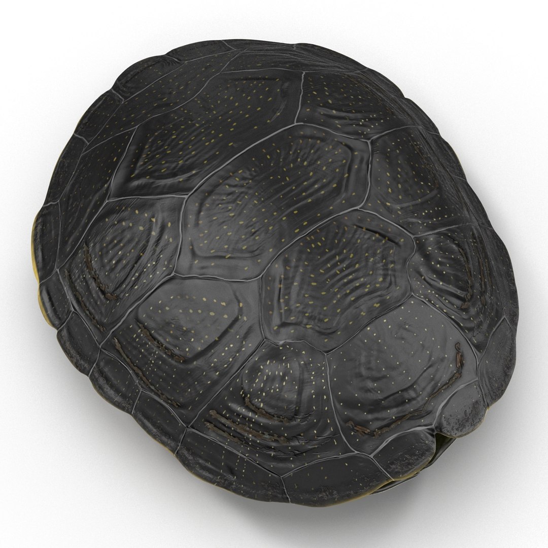 turtle shell 2 c4d https://p.turbosquid.com/ts-thumb/L8/fq1yWD/m1IDWozM/turtleshell3dmodel11/jpg/1458994207/1920x1080/fit_q87/e0a4529a56d30a554256ccd0c93536b4a75ae960/turtleshell3dmodel11.jpg
