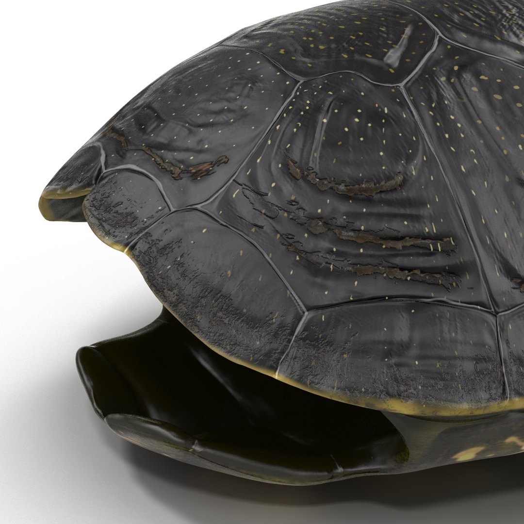 turtle shell 2 c4d https://p.turbosquid.com/ts-thumb/L8/fq1yWD/xfUBsLDm/turtleshell3dmodel15/jpg/1458994208/1920x1080/fit_q87/031a69f1d266a1462fc89caa15d706588e31a3ce/turtleshell3dmodel15.jpg