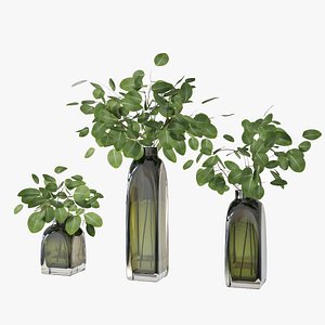 Eucalyptus 04