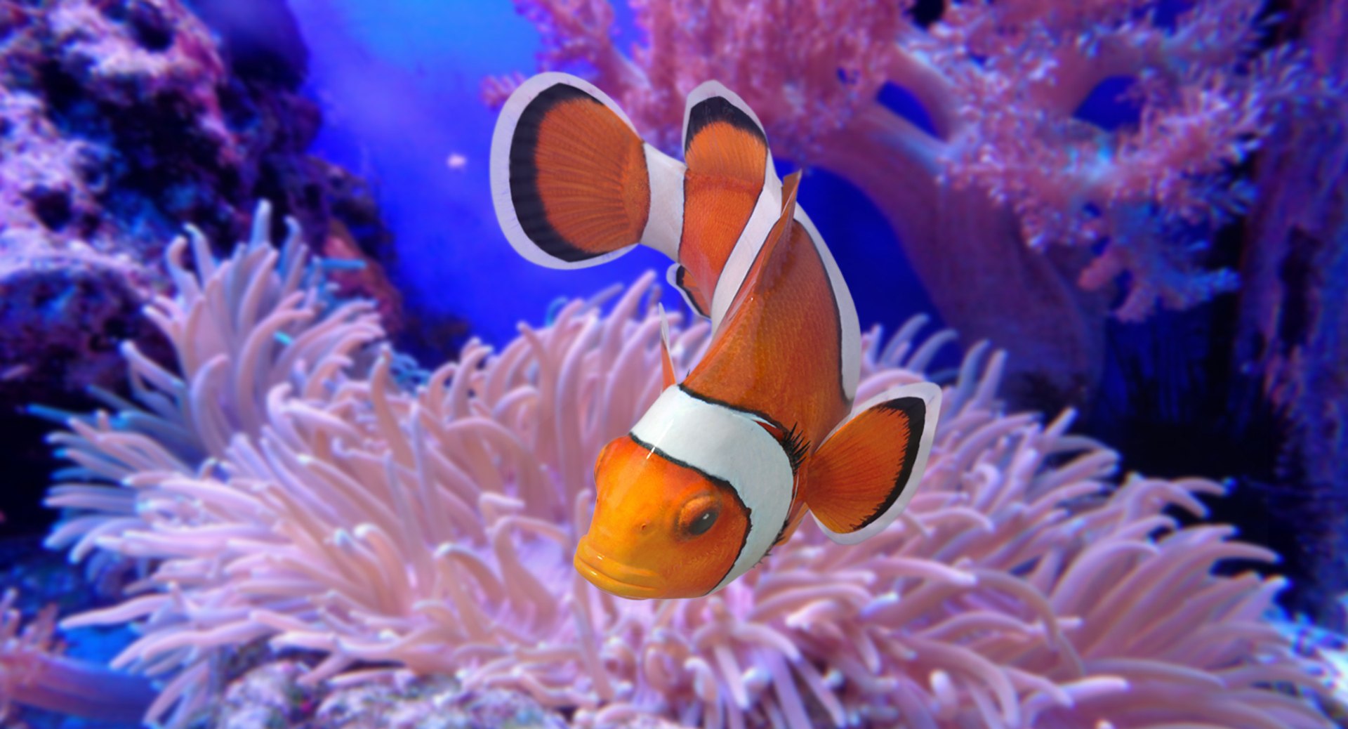 3D clownfish animation https://p.turbosquid.com/ts-thumb/L8/v2Rjsq/2iAWeKJR/3/jpg/1516706296/1920x1080/fit_q87/108647511a61cad16d3f78b55233e123ecafd406/3.jpg
