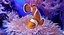 Clownfish (Animated)