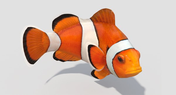 3D clownfish animation - TurboSquid 1246165