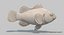 Clownfish (Animated)