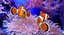 Clownfish (Animated)