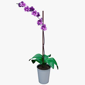 3D realistic purple orchid plant