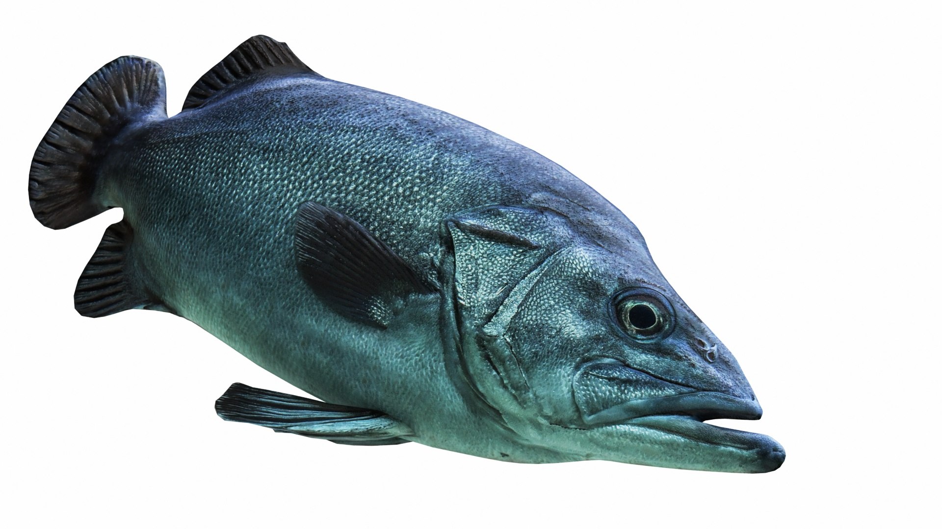 3D Underwater Animals Big Collection 34 in 1 model https://p.turbosquid.com/ts-thumb/L9/FMJ7Wn/2ReNNyM3/images0_view01/jpg/1661932452/1920x1080/fit_q87/b903ff71cba4457458a0e9c54fdd7e3ebd84b8b9/images0_view01.jpg
