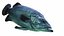 Underwater Animals Big Collection 34 in 1