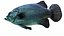 Deutschland Fische Rigged Animated